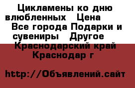 Цикламены ко дню влюбленных › Цена ­ 180 - Все города Подарки и сувениры » Другое   . Краснодарский край,Краснодар г.